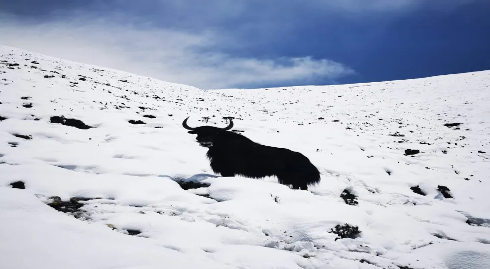 Manaslu Circuit via Barpark